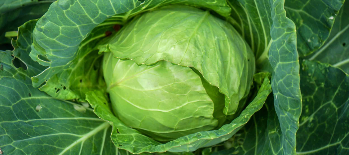 A Step-by-Step Guide to Growing Cabbage: From Planting to Harvesting with Effective PesticidesB