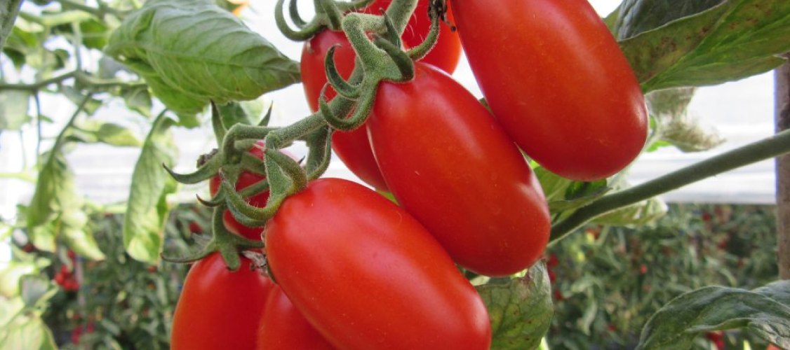 The Ultimate Guide to Growing Juicy Tomatoes: From Planting to Harvest