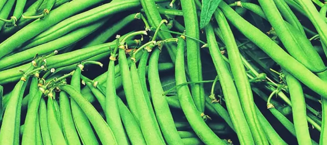 Growing French Beans: A Step-by-Step Guide to Harvesting a Delicious Crop