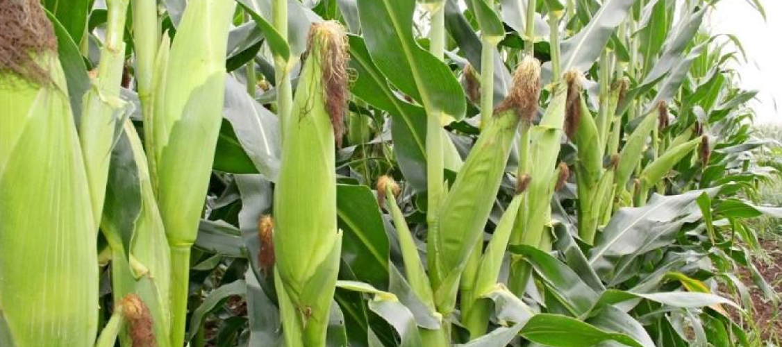 The Comprehensive Guide to Growing Maize: From Planting to Harvesting with Effective Pesticides”