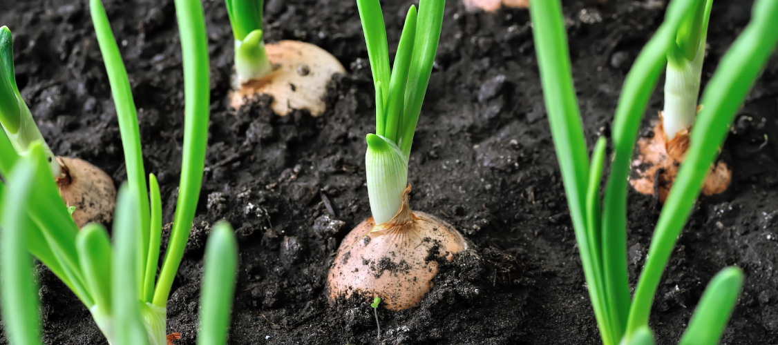 A Comprehensive Guide to Growing Onions: From Planting to Harvesting